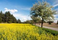 Springtime beautiful view of road, alley of apple tree, field of rapeseed Royalty Free Stock Photo