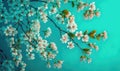 Springtime Beauty: Cherry Blossom Branches on Turquoise Background for Invitations and More.