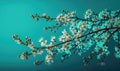 Springtime Beauty: Cherry Blossom Branches on Turquoise Background for Your Design.