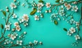 Springtime Beauty: Cherry Blossom Branches on Turquoise Background for Your Design.