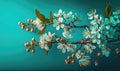 Springtime Beauty: Cherry Blossom Branches on Turquoise Background for Your Design.