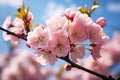 Springtime beauty: Cherry blossoms under blue sky with white clouds