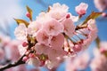 Springtime beauty: Cherry blossoms under blue sky with white clouds