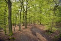 Springtime beech forest from Denmark Royalty Free Stock Photo