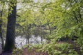 Springtime beech forest lake Royalty Free Stock Photo