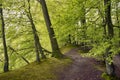 Springtime beech forest with light green leaves