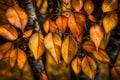 Springtime beech leaves up close