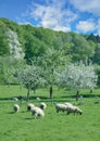 Springtime in Bergisches Land,Solingen,Germany