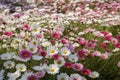 Springtime Bliss: A Meadow Blooming with White and Pink Daisies Royalty Free Stock Photo