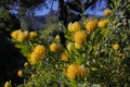 Springtime bloom in California at Taft Botanical Gardens, Ojai C