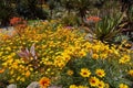 Springtime bloom in California at Taft Botanical Gardens, Ojai C