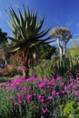 Springtime bloom in California at Taft Botanical Gardens, Ojai C