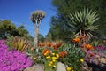 Springtime bloom in California at Taft Botanical Gardens, Ojai C Royalty Free Stock Photo