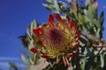 Springtime bloom in California at Taft Botanical Gardens, Ojai C