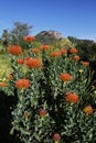 Springtime bloom in California at Taft Botanical Gardens, Ojai C