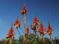 Springtime bloom in California at Taft Botanical Gardens, Ojai C