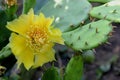 Yellow flower on a cactus plant Royalty Free Stock Photo