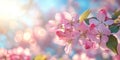 Springtime Bloom Soft Pink Blossoms Adorn Flowering Tree Under Bright Blue Sky, Backlit By Sun Royalty Free Stock Photo