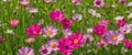 Springtime blooming flowers with grass in the background