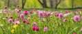 Springtime blooming flowers with grass in the background