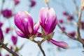 Springtime, blooming magnolia, vivid colors Royalty Free Stock Photo