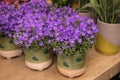 Springtime blooming potted Campanula muralis flowers or violet bellflowers on a shelf in a flower shop. Royalty Free Stock Photo