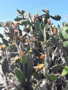 Springtime blooming on Prickly pear cactus, cactus spines Royalty Free Stock Photo