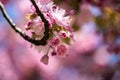 Springtime: Blooming tree with pink blossoms, beauty