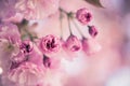 Springtime: Blooming tree with pink blossoms, beauty