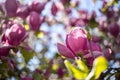 Springtime: Blooming tree with pink blossoms, beauty Royalty Free Stock Photo