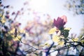 Springtime: Blooming tree with pink blossoms, beauty Royalty Free Stock Photo