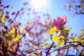 Springtime: Blooming tree with pink blossoms, beauty Royalty Free Stock Photo