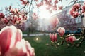 Springtime: Blooming tree with pink magnolia blossoms, beauty Royalty Free Stock Photo