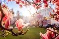 Springtime: Blooming tree with pink magnolia blossoms, beauty