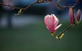 Springtime: Blooming tree with pink magnolia blossoms, beauty Royalty Free Stock Photo