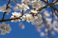 Springtime Blooming White Flowers