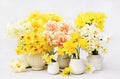 Springtime blooming yellow, white and apricot color daffodils, spring blossoming narcissus jonquil flowers bouquet background Royalty Free Stock Photo