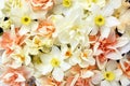Springtime blooming yellow, white and apricot color daffodils, spring blossoming narcissus jonquil flowers bouquet background Royalty Free Stock Photo