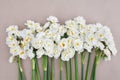 Springtime blooming yellow, white and apricot color daffodils, spring blossoming narcissus jonquil flowers Royalty Free Stock Photo