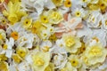 Springtime blooming yellow, white and apricot color daffodils, spring blossoming narcissus jonquil flowers Royalty Free Stock Photo