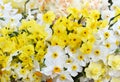 Springtime blooming yellow, white and apricot color daffodils, spring blossoming narcissus jonquil flowers Royalty Free Stock Photo