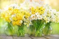 Springtime blooming yellow, white and apricot color daffodils, spring blossoming narcissus jonquil flowers bouquet background Royalty Free Stock Photo