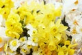 Springtime blooming yellow, white and apricot color daffodils, spring blossoming Royalty Free Stock Photo