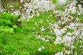 Springtime, blossom flowers on a tree branch Royalty Free Stock Photo