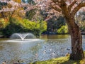 Springtime blossom in public Beacon Hill Park, Victoria BC Canada