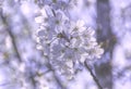 Springtime blossom Royalty Free Stock Photo