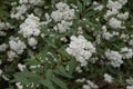 Spiraea cantoniensis shrub