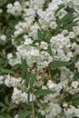 Spiraea cantoniensis shrub