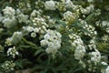 Spiraea cantoniensis shrub