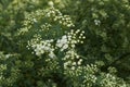 Spiraea cantoniensis shrub